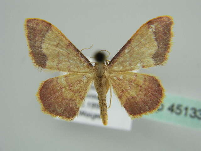 صورة Idaea ostrinaria