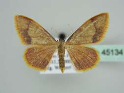 Image of Idaea ostrinaria