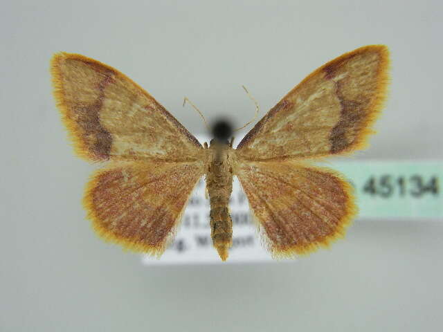 صورة Idaea ostrinaria