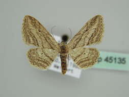 Imagem de Idaea calunetaria Staudinger 1859