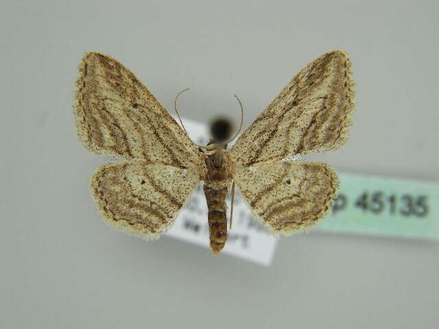 صورة Idaea calunetaria Staudinger 1859