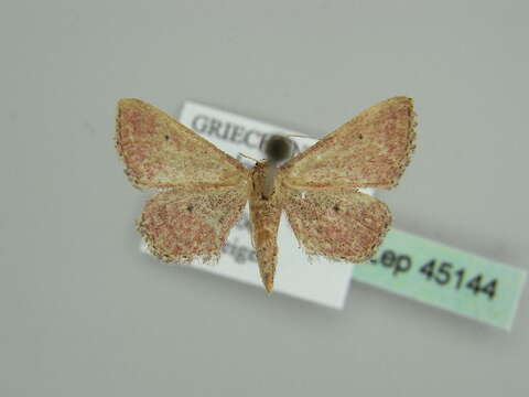 Image of Idaea infirmaria Rambur 1833