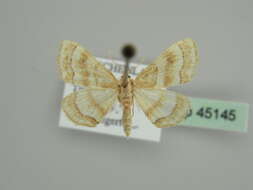 صورة Idaea circuitaria