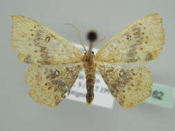 Image of Cyclophora lennigiaria Fuchs 1883