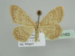 صورة Idaea determinata Staudinger 1876