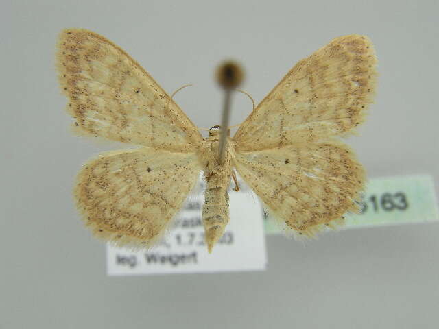 Image of Idaea determinata Staudinger 1876