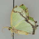 Image of Agathia confuscata Warren 1897