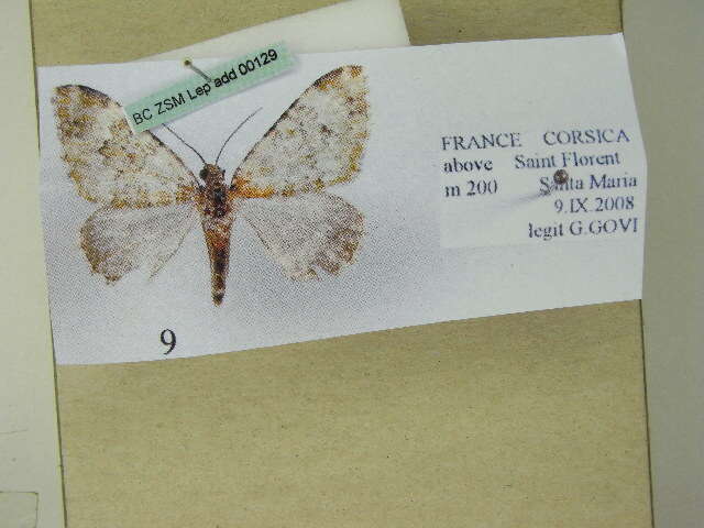 Image of Euphyia frustata griseoviridis Kitt 1926