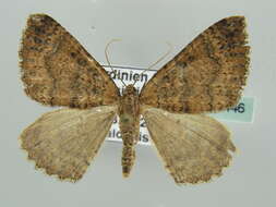 Image of <i>Larentia malvata</i>