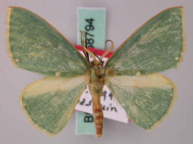 Image of <i>Archichlora basquini</i> Herbulot 2000