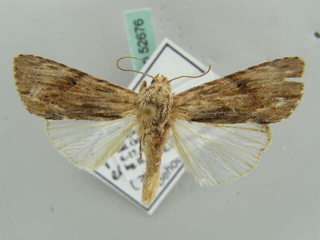 Image of Southern Armyworm Moth