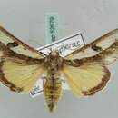 Image of <i>Euscirrhopterus poeyi</i>