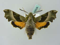 Image of Willowherb Hawkmoth