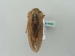 Image of hairy cicadas