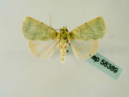 Image of tuft moths