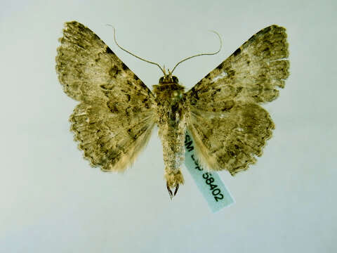 Image of Polydesma Boisduval 1833