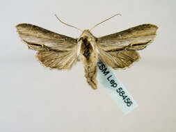 Image of <i>Shargacucullia blattariae</i>