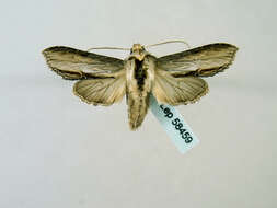 Image of <i>Shargacucullia blattariae</i>