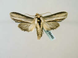 Image of <i>Shargacucullia blattariae</i>