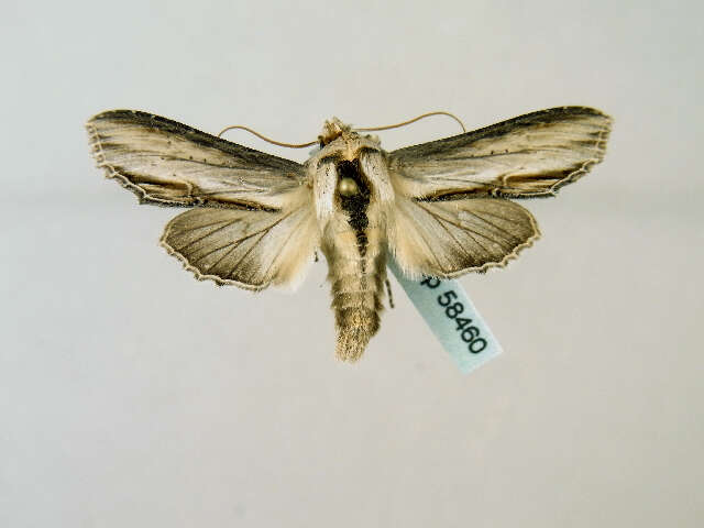 Image of <i>Shargacucullia blattariae</i>