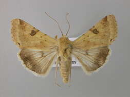 Image of <i>Heliothis peltigera</i>