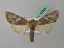 Image of Beautiful Brocade