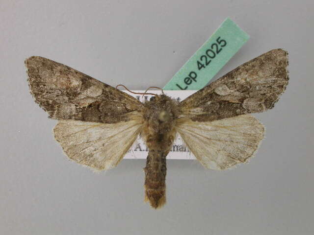 Image of Beautiful Brocade