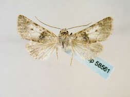 Image of <i>Hadena caesia revolcadorensis</i>