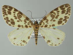 Image of Dilophodes elegans Butler 1878