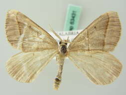 Image of <i>Scotopteryx luridata</i>