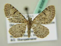 Image of Eupithecia schiefereri Bohatsch 1893