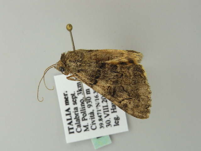 Image of oak yellow underwing