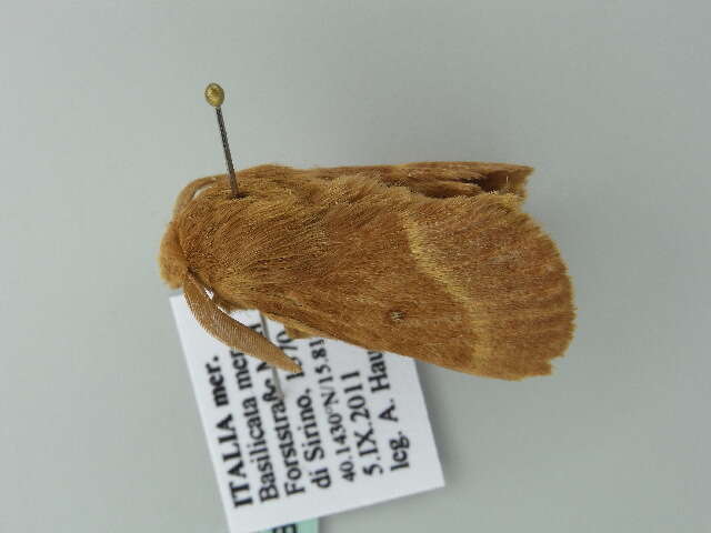 Image of grass eggar