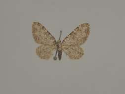 Слика од Eupithecia unitaria Herrich-Schäffer 1852