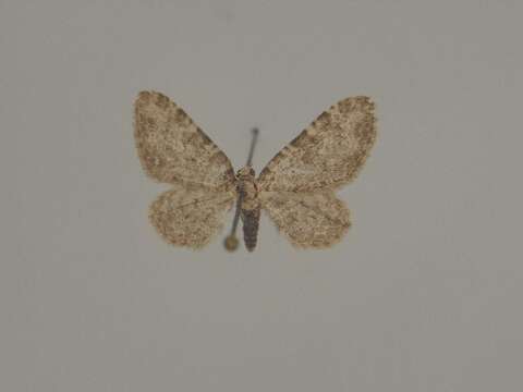 Eupithecia unitaria Herrich-Schäffer 1852 resmi