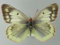 Image of Mountain Clouded Yellow