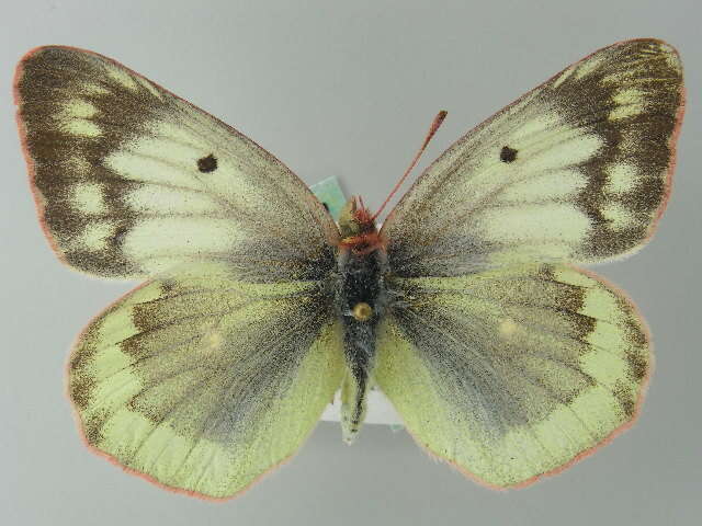 Image of Mountain Clouded Yellow