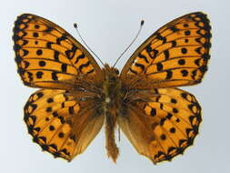 Image of Argynnis aglaja