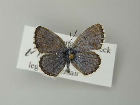 Image of Baton Blue