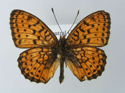 Image of Twin-spot Fritillary