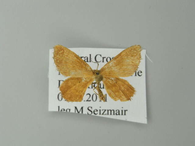 صورة Idaea serpentata Hüfnagel 1767