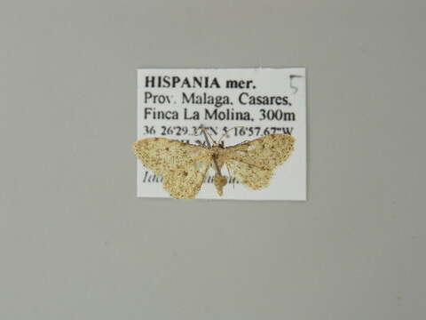 Image of Idaea alyssumata Millière 1873