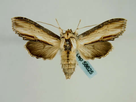 Image of <i>Shargacucullia gozmanyi</i>