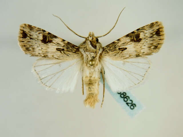 صورة <i>Agrotis catalaunensis</i>