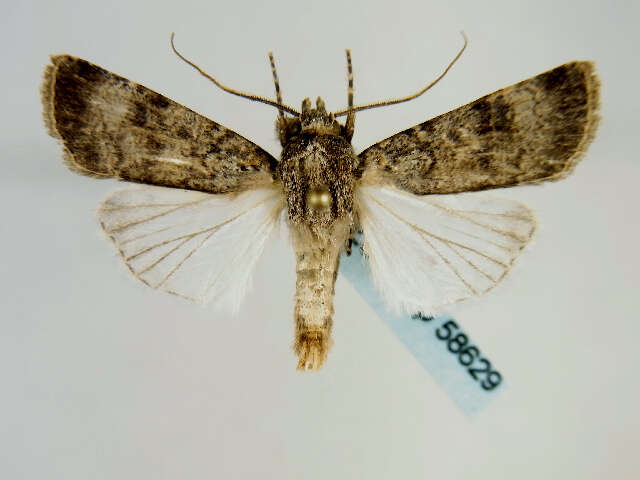 Image of Agrotis trux Hübner 1824