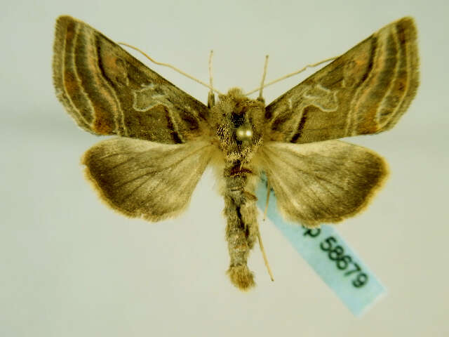 Image of Euchalcia