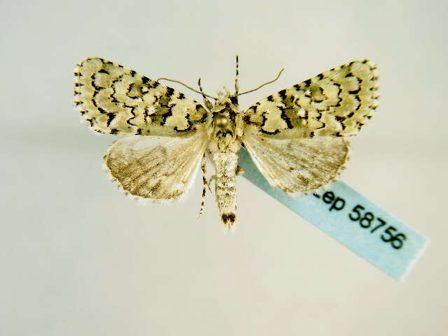 Image of <i>Nyctobrya amasina</i>