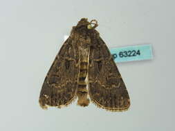 صورة <i>Agrotis bigramma</i>