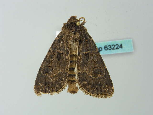 صورة <i>Agrotis bigramma</i>