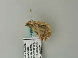 Image of Cutworm